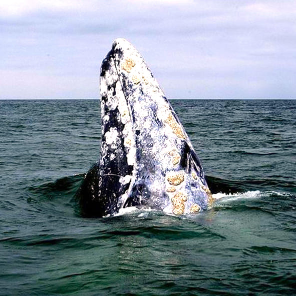 Observar ballenas – BAJA CALIFORNIA,  AVENTURA Y ECOTURISMO
